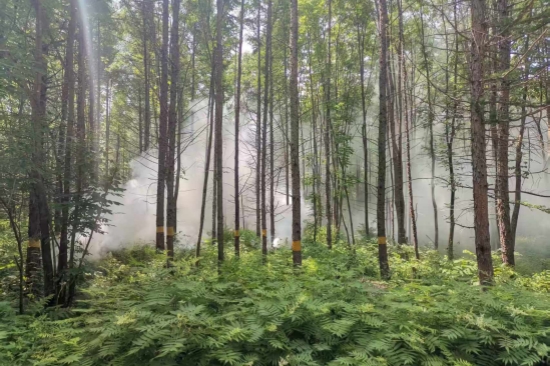 1752563180687470.jpg 大川林場開展森林病蟲害防治工作(2).jpg